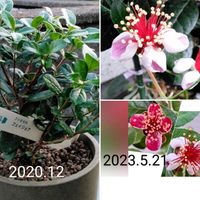 フェイジョア,フェイジョアの実,自分らしくね,健康は宝,しあわせ運べるようにの画像