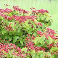 ガマズミ,赤い実,実り,今日のお花,里山歩きの画像