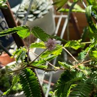 オジギソウ,オジギソウの花,観葉植物,階段/廊下の画像