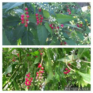 ジュズサンゴ,多肉植物,観葉植物,葉挿し,リメ缶の画像