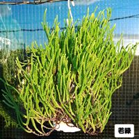 若緑,ムスコーサ,植物男子ベランダー,若緑☆,ハンギングの画像