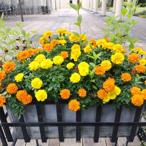 公園,庭園,季節の花,花のある暮らし,緑のある暮らしの画像