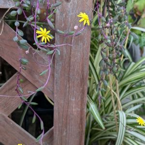 花のある暮らし,萌え～❤,素敵な１日,キッチン,ベランダの画像