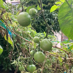 ありがとう,無農薬❤家庭菜園,野菜作り,iphoneで撮影,自然の恵みに感謝の画像