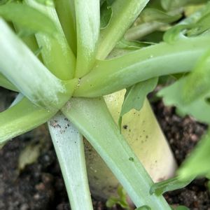 宮重大根,花が好き,無農薬❤家庭菜園,野菜が好き,アサヒ農園の画像