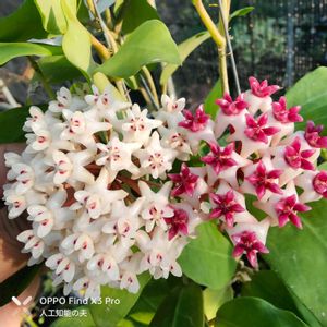 hoya patricia,ホヤ・エリプティカ,hoya elliptica,ホヤ・パトリシア,開花の画像