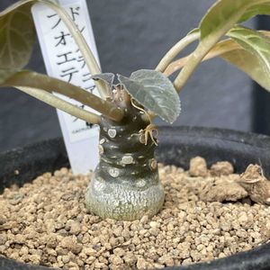 塊根植物,シマムラ園芸,おひさま,棚の画像