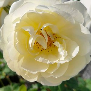 開花,ばら バラ 薔薇,ラリューの画像