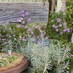 栄養系ブラキカム,多肉寄せ植え,花のある暮らし,緑のある暮らし,暮らしを楽しむの画像