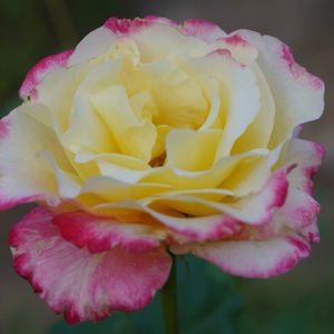 バラ,薔薇,バラ ダブルデライト,バラ、薔薇、ばら,花木の画像