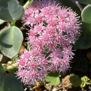 ミセバヤ,ミセバヤ,別名　玉緒(たまのお),古典園芸植物,堺市都市緑化センターの画像