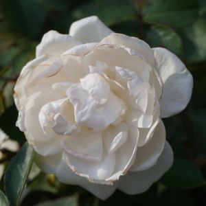 バラ,薔薇,プリンセスオブウェールズ,バラ、薔薇、ばら,花木の画像