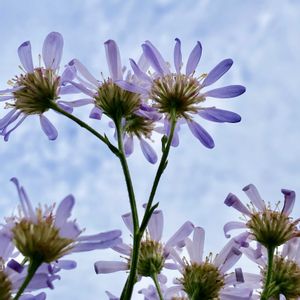 シオン,花言葉,おひさま,花と風の画像