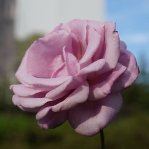 バラ,薔薇,バラ ・ブルーライト,バラ、薔薇、ばら,花木の画像