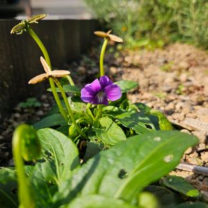 スミレ,ムスカリ,多肉植物,ハーブ,球根の画像