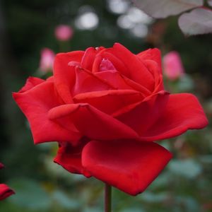 バラ,クリスチャンディオール,薔薇,バラ、薔薇、ばら,花木の画像