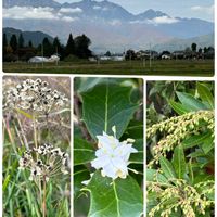 ハナニラ,馬酔木(アセビ）,ヒイラギの花,生花アレンジメント,北アルプス遠望の画像