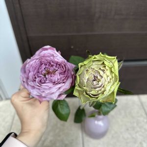 バラ　環(たまき),バラ　テディ,バラ　ヴァーズ,切り花,ばら バラ 薔薇の画像