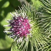 ゴボウ,ゴボウ,ごぼうの花,ごぼうの花,ゴボウ畑の画像