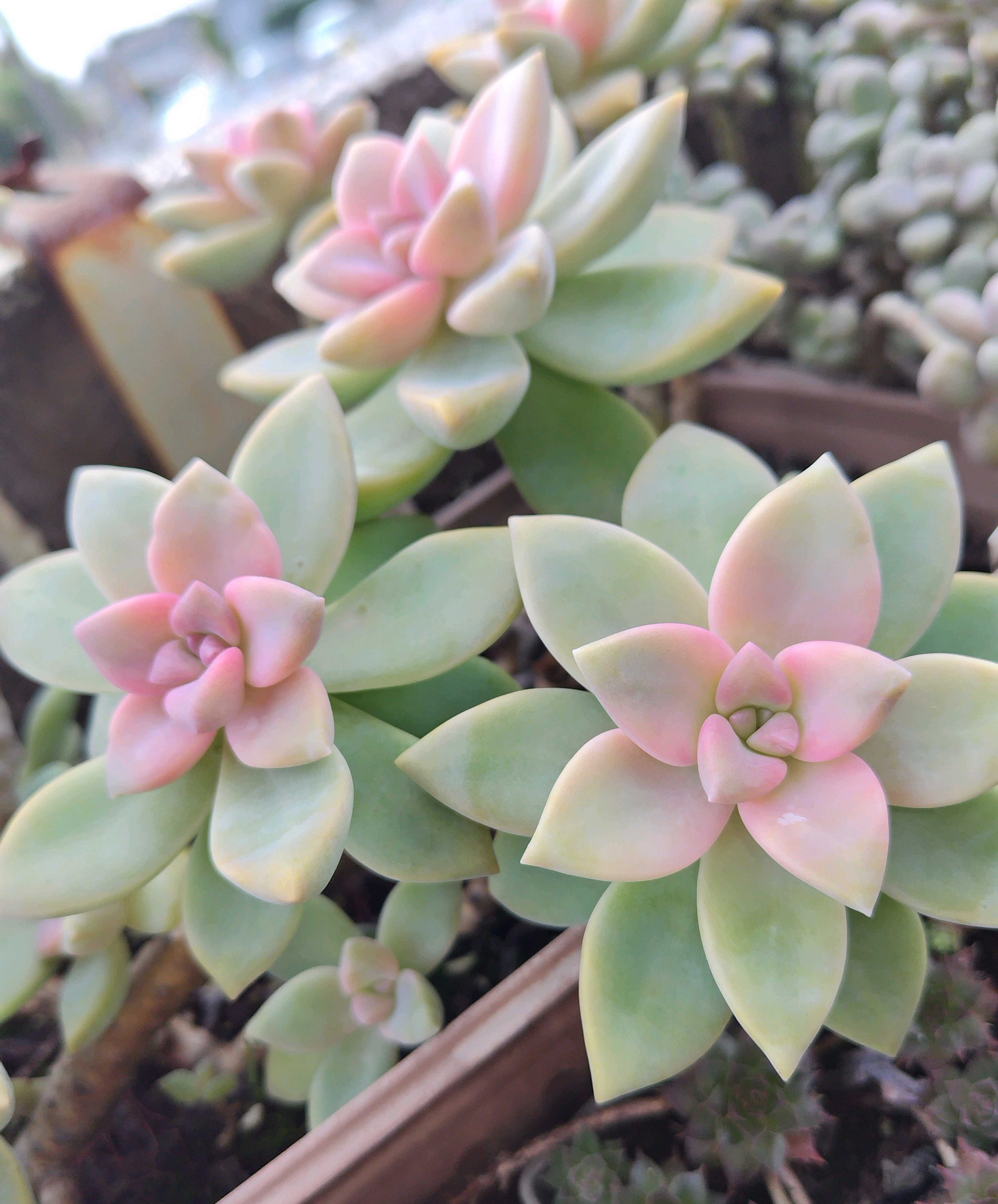 グラプトセダム 桜牡丹錦の一覧｜🍀GreenSnap（グリーンスナップ）