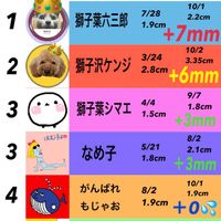アデニウム ドーセット ホーン,塊根植物,アデニウム属,獅子葉アデニウム,頑張れ❗️日本の画像