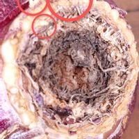 ドラセナ,Table Plants ドラセナ (テーブルプランツ) ,ヒヤシンス　ワインレッド,観葉植物,球根の画像