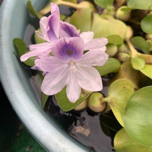 ほてい草(ホテイアオイ),ほてい草(ホテイアオイ),ほてい草(ホテイアオイ),開花,水生植物の画像