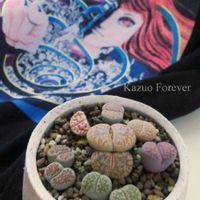 リトープス,ピンクザラゴーサ,多肉植物,安らかに,追悼の画像