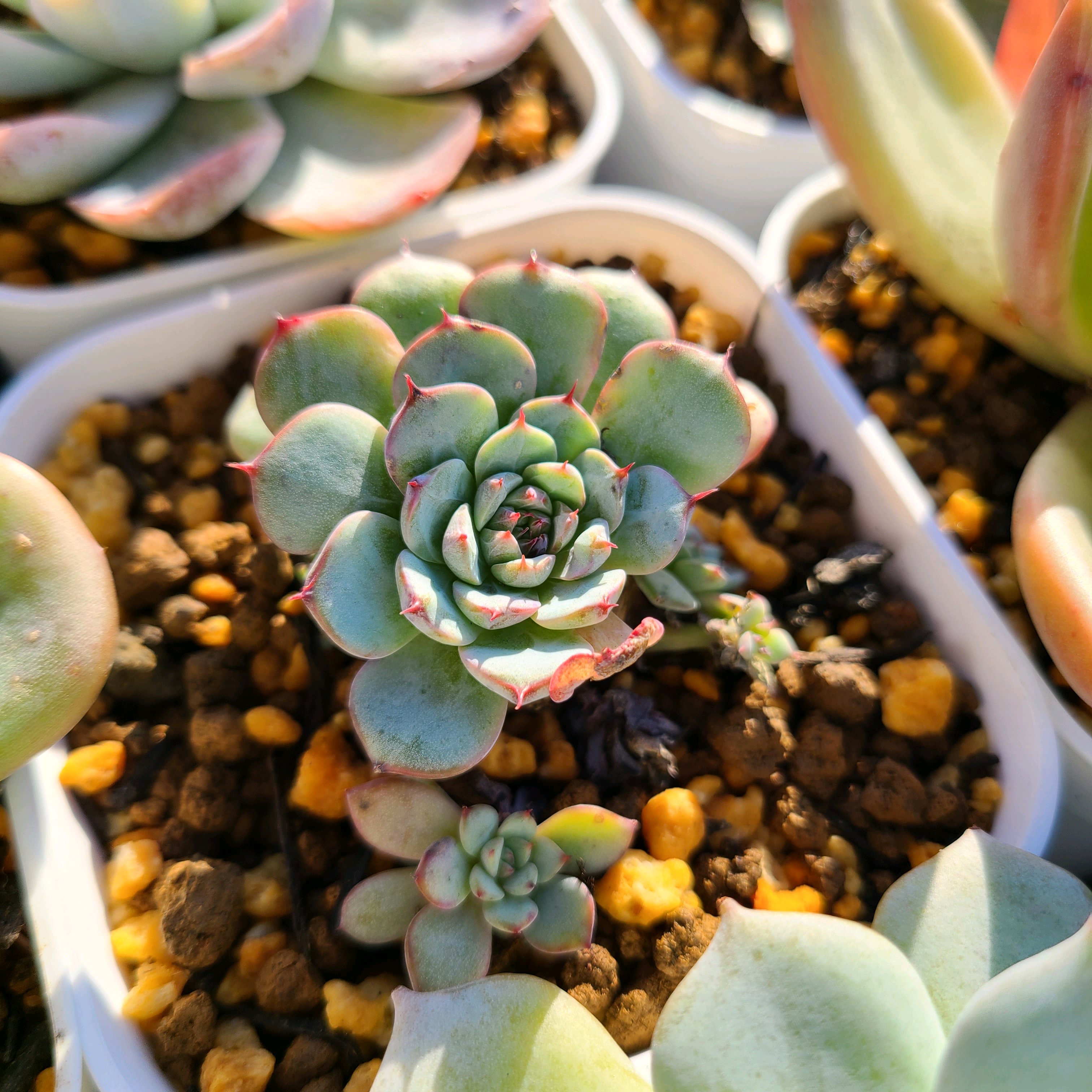 ブルーミニマの成長記録💜❤️｜🍀GreenSnap（グリーンスナップ）