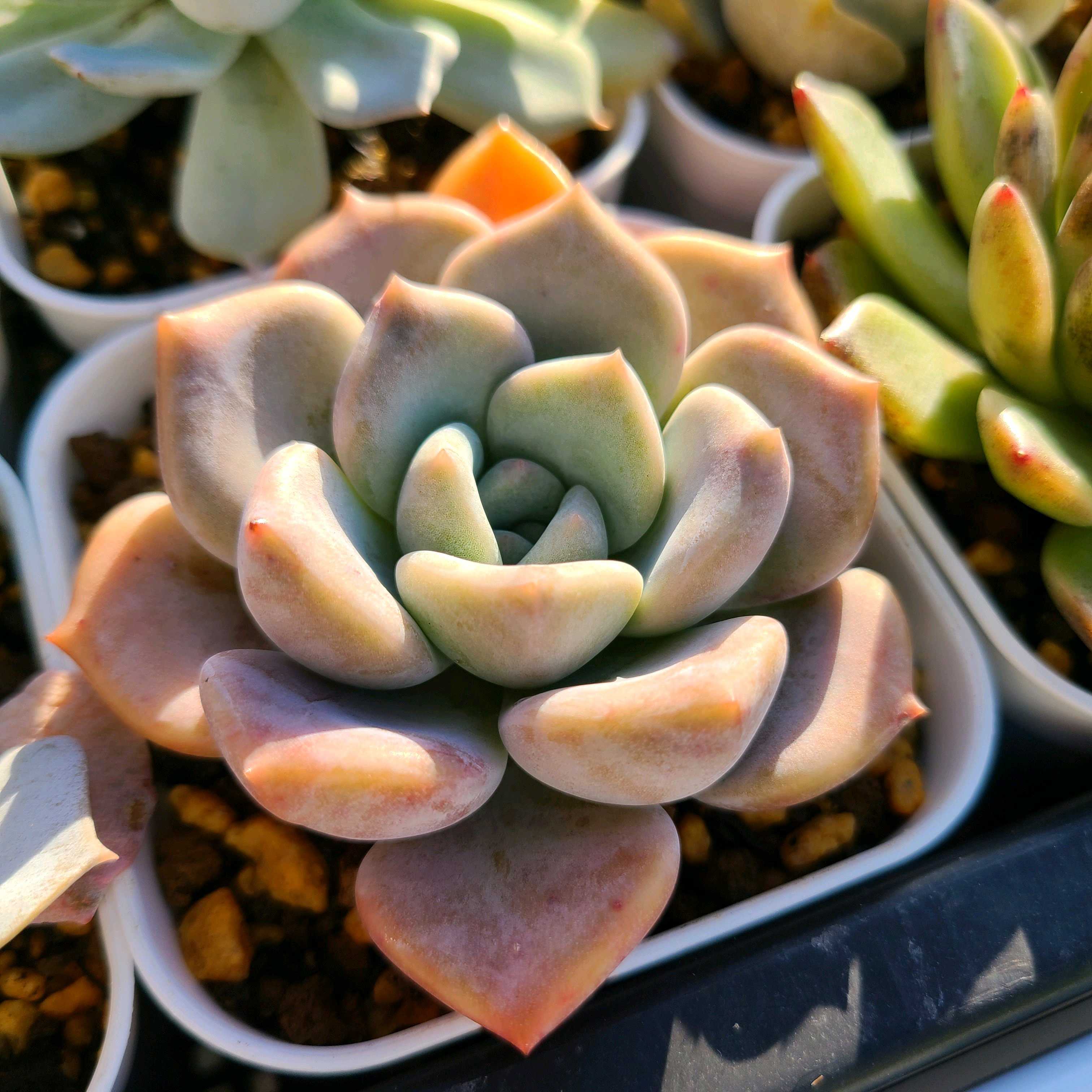 1730812344475_145054_p_2024110