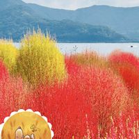 コキア,スヌーピー大好き❣️,真っ赤な火曜日,hirarin バスツアー,コラージュ仲間達の画像