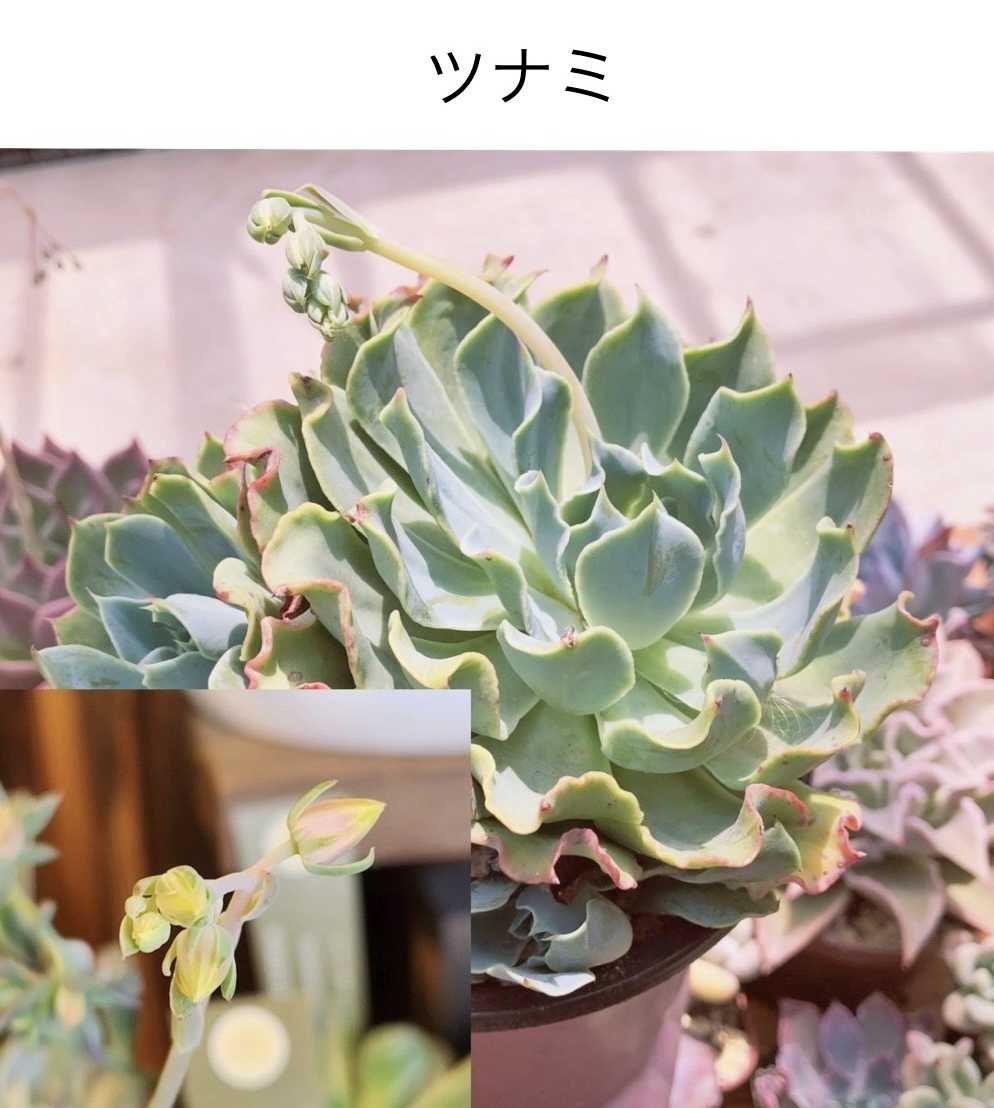 神奈川タニラーの投稿画像 by TA298 ふぇあり〜ず (多肉植物園 園長