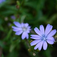 チコリ,青い花,青い花マニア,チーム・ブルー,水曜日は水色の画像