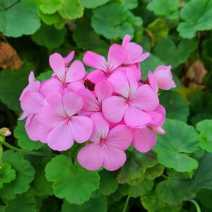 挿し木,ピンクの花, ゼラニウム,今日のお花,ピンクワールドの画像