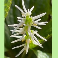 ヒトリシズカ,ユーフォルビア ダイヤモンドスノー,山野草,花のある暮らし,お花大好き♡の画像