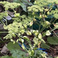 アシタバ,アシタバの花,アシタバ(明日葉),アシタバの実,アシタバの花後の画像