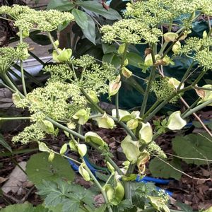 アシタバ,アシタバの花,アシタバ(明日葉),アシタバの実,アシタバの花後の画像