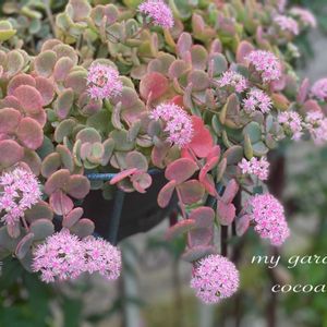 多肉植物,花のある暮らし,緑のある暮らし,暮らしを楽しむ,ナチュラルスタイルの画像