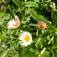 エリゲロン,花のある暮らし,お花を楽しむ,おうち園芸,暮らしの中の植物の画像