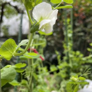 美笹えんどう,プランター野菜,育てて食べる,おうちde菜園,アサヒ農園の画像