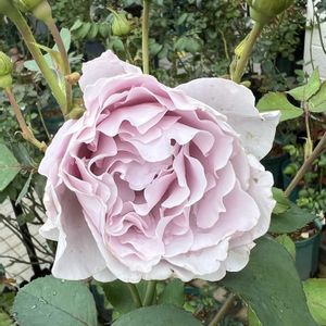 挿し木,バラ・切り花品種,ばら バラ 薔薇の画像