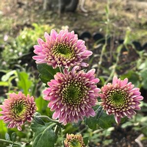 キク,マム,ポンポン菊　セイツィール,花壇,秋の花の画像