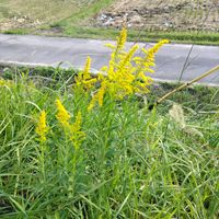 セイタカアワダチソウ,ミズヒキ,いつもの散歩道,世界平和,被災地にエールを…。の画像