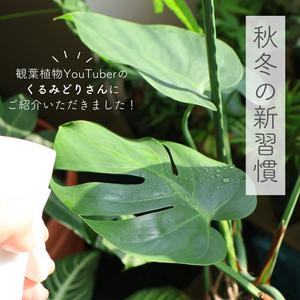 モンステラ,観葉植物,塊根植物,植物のある暮らし,肥料の画像