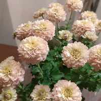 キク,クリサンセマム,クリサンセマム,マム,きく  菊の画像