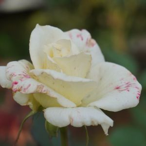 バラ,薔薇,バラ　マダムサチ,バラ、薔薇、ばら,花木の画像