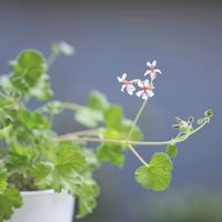 センテッドゼラニウム,ハーブゼラニウム,白い花,おうち園芸の画像