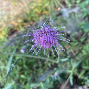 アザミ,散歩,雑草,紫色の花の画像