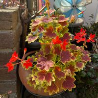 蚊嫌草（ハーブゼラニウム）,今日のお花, もみじ葉ゼラニウムの画像