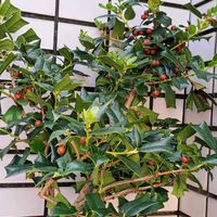 千両,カラタチバナ,クリスマスホーリー,百両,百両(カラタチバナ)の画像